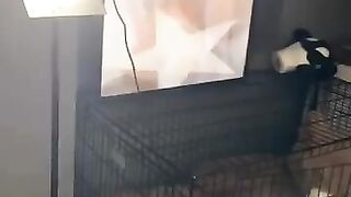 Bounded Diaper Boy Cuck Cums