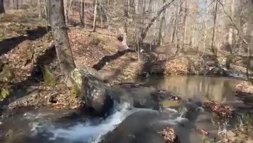 Forest diaper boy (SHORT VID)