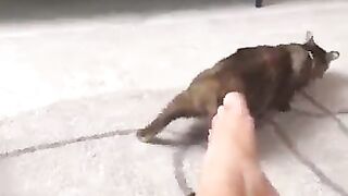 Pezão de macho - video 3