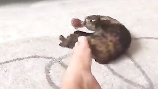 Pezão de macho - video 3