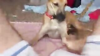 Dog play with Gay feet
