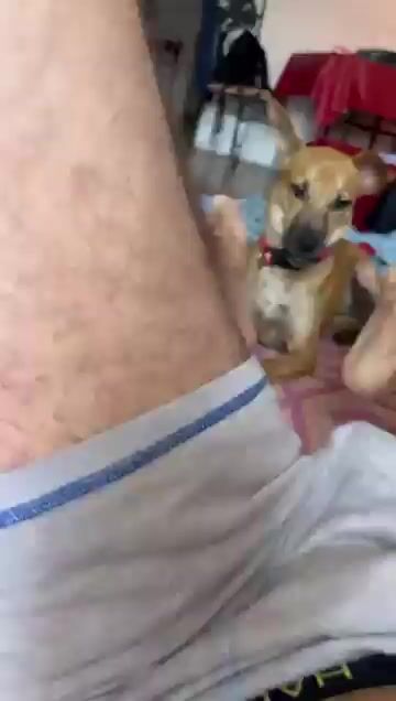 Dog play with Gay feet